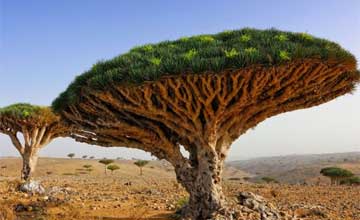 中老年人通过食用或者药材让头发变黑