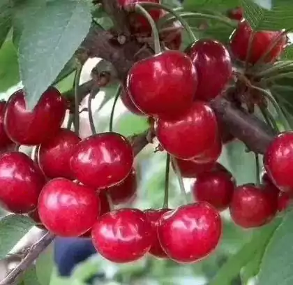 吃樱桃的好时节  樱桃有“百果第一枝”的美誉 入夏后樱桃上市 适当吃些樱桃