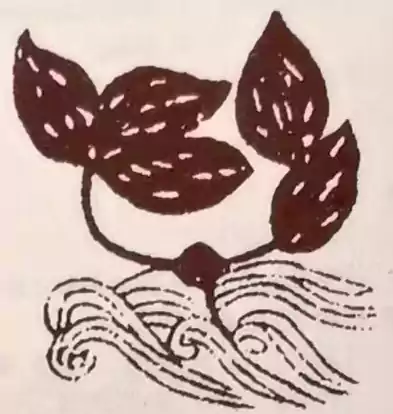 昆布  (本草纲要)  [释义] 昆布生长在海中 叶子像手 大小像薄苇