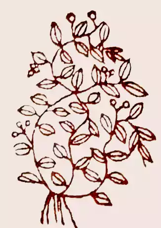 繁缕  [本草纲要》[释义] 它的草茎非常繁茂,中间有一缕主茎