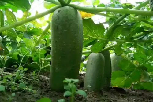生萝卜和熟萝卜的营养和功效一样吗？到底是吃生萝卜好还是熟萝卜好？