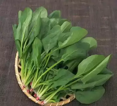 菠菜干豆腐  材料 干豆腐皮1张 菠菜100克 香菜 解春困食谱