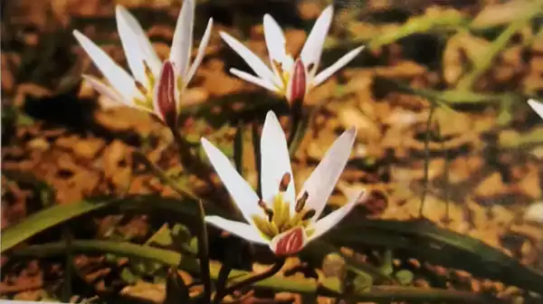 常见有毒植物：老鸦瓣(光菇、毛地犁、双鸭子)百合科郁金香属
