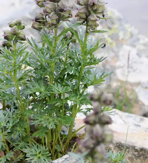 铁棒槌与乌头碱 铁棒槌是毛茛科乌头属多年生草本植物