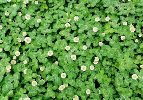 白车轴草的泡茶方法和一定要注意的细节