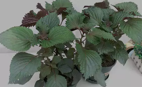 几个紫苏最实用的家常吃法 关于紫苏的小知识