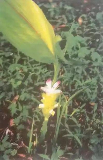 中草药介绍-郁金：多年生草本 根粗壮 末端膨大呈卵状块根